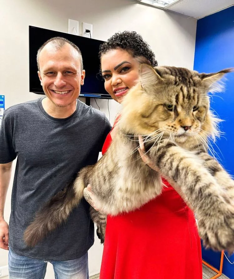 Em janeiro de 2024, o casal enviou a documentação e as fotos necessárias para o Guinness Book. Quando medimos ele da ponta do nariz até a cauda,  com ele relaxado, chega a 1,35 metro, disse Márcia.