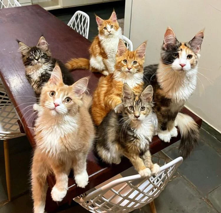 Os tutores têm muitos gatos em casa, incluindo maine coon, persas, sphynx (conhecidos por não terem pelos), gatos sem raça definida (SRD), siberianos e masquerade. 