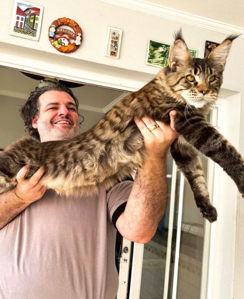 Eu não imaginava que ele fosse ficar desse tamanho. Mas, com quatro meses, ele já era um gato acima do normal e foi se destacando em competições, explicou.