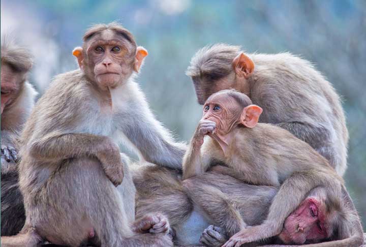 Conhecida anteriormente como varíola dos macacos, a doença é infecciosa. Veja o que é, quais são os sintomas dessa doença e o que fazer em caso de suspeita.