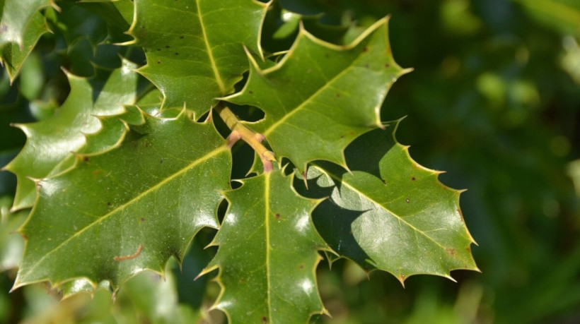 A espinheira-santa é uma planta medicinal brasileira conhecida por suas poderosas propriedades (Imagem: CELINE NAEGELEN | Shutterstock)