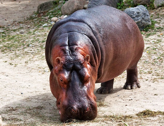 O animal pode pesar até três toneladas. Um macho adulto tem cerca de 3,5 metros de comprimento e 1,5 metro de altura. O filhote já nasce com 45 quilos. 
