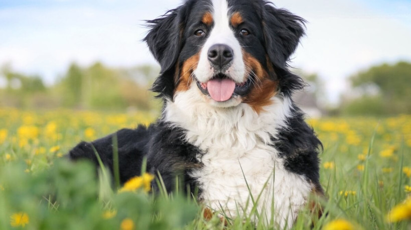 Cachorros da raça bernese encantam por sua pelagem tricolor, temperamento afetuoso e adaptabilidade (Imagem: Eve Photo graphy | Shutterstock) 