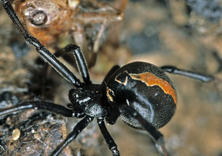 Aranha-de-costas-vermelhas (Latrodectus hasselti): Encontrada na Austrália, essa aranha tem um comportamento parecido com o da viúva-negra — elas também se alimentam dos machos após a cópula.