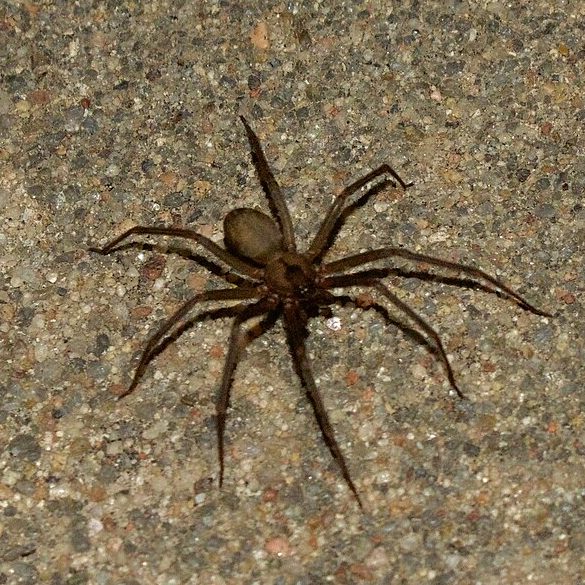 A picada aconteceu no dia 13/07/24, mas a notícia só foi divulgada no último sábado (17/08), pela agência de notícias italiana ANSA. 