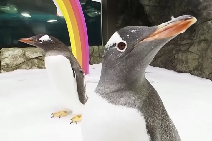 O animal de 11 anos precisou ser sacrificado para aliviar o sofrimento causado por sua saúde fragilizada. Normalmente, essa espécie vive de 12 e 13 anos, em média.