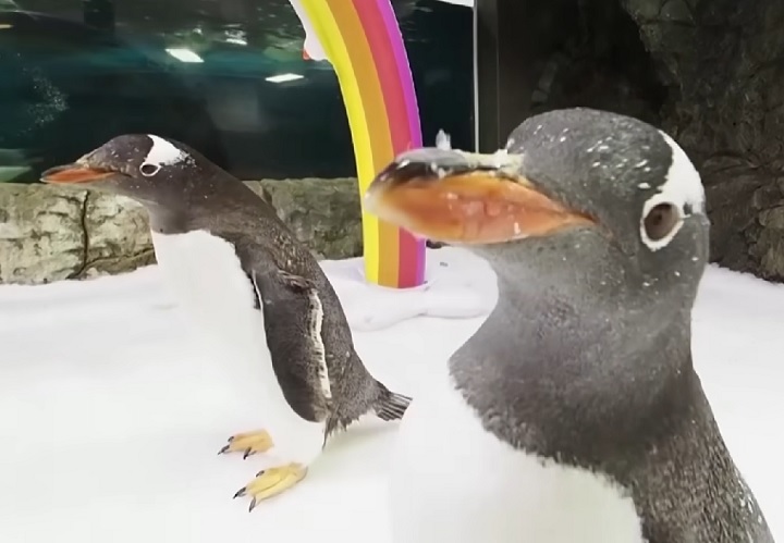 De acordo com o Sea Life Sydney Aquarium, o impacto provocado pela história de Sphen é imensurável, um verdadeiro símbolo de igualdade.