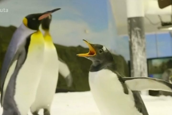 Segundo relatos do aquário, Magic começou a cantar no momento em que viu Stephen morto, e o resto da colônia de pinguins completou o chamado.