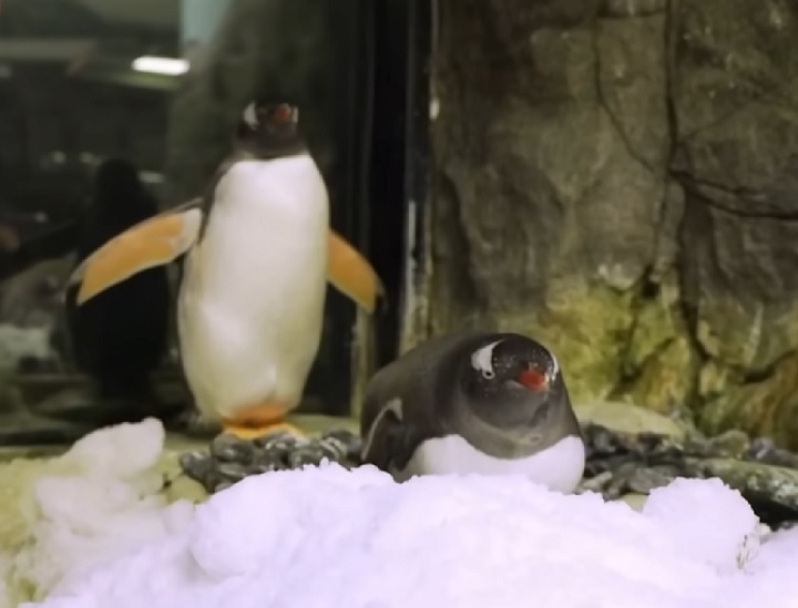 O parceiro, Magic, que tem 8 anos, chegou a ser levado até o corpo de Sphen para que pudesse compreender que seu parceiro não retornaria mais.