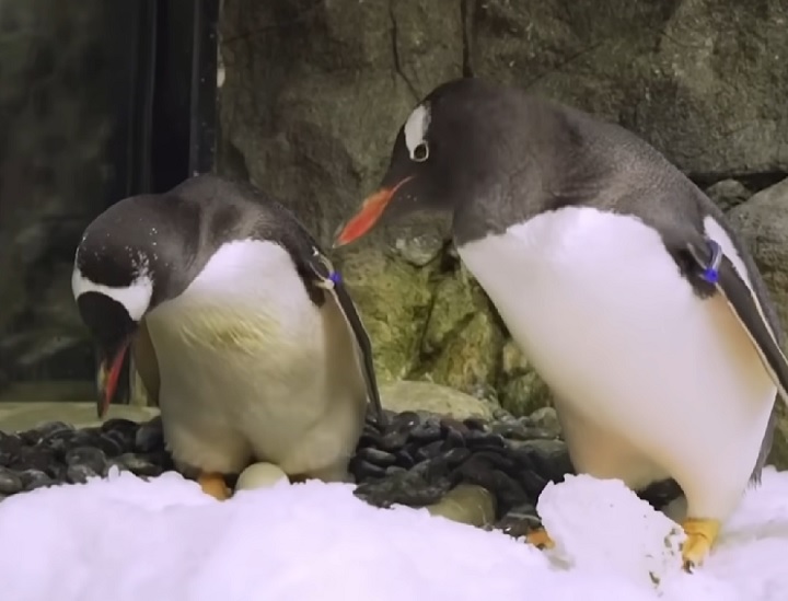 A perda de Sphen é devastadora para a colônia de pinguins, a equipe e todos aqueles que foram inspirados ou impactados positivamente pela história de Sphen e Magic, afirmou o gerente geral do aquário, Richard Dilly.