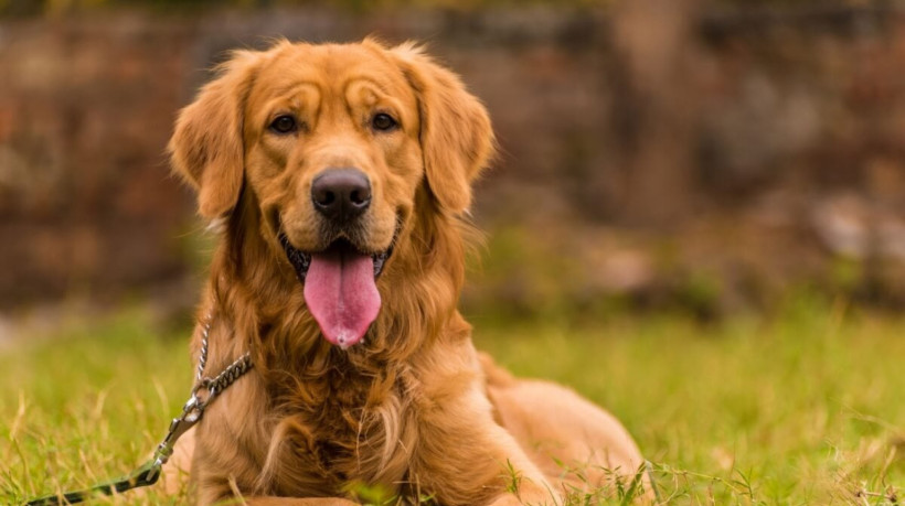 Algumas raças de cachorro se destacam pela beleza (Imagem: neelsky | Shutterstock)