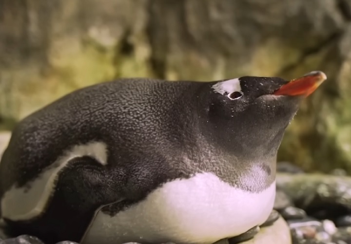 No site do aquário, foi aberto um espaço para que as pessoas prestassem homenagens a Stephen. Sphen e Magic foram ícones da igualdade. Meu coração está com os tratadores e toda a equipe do Sea Life Sydney, escreveu um fã.