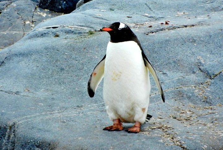 Seus bicos são de um laranja brilhante, e suas patas também têm uma coloração alaranjada. Eles são encontrados principalmente nas ilhas subantárticas e na Península Antártica. 