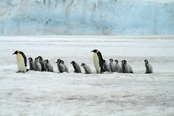 A população global de pinguins-gentoo é considerada estável, mas alguns grupos enfrentam ameaças devido à mudança climática, pesca excessiva e perturbação do habitat.