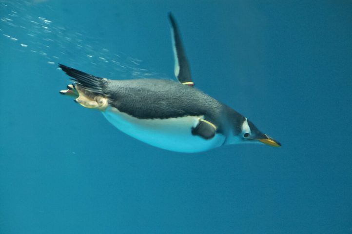 Os gentoos são considerados os pinguins mais rápidos debaixo d'água, atingindo velocidades impressionantes de até 36 km/h! 
