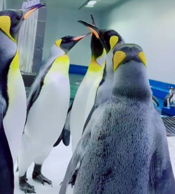 O relacionamento entre Stephen e Magic durou seis anos. Os funcionários do aquário começaram a perceber que havia uma conexão entre eles ao observar que se curvavam um para o outro, um gesto que os pinguins-gentoo fazem quando estão flertando.