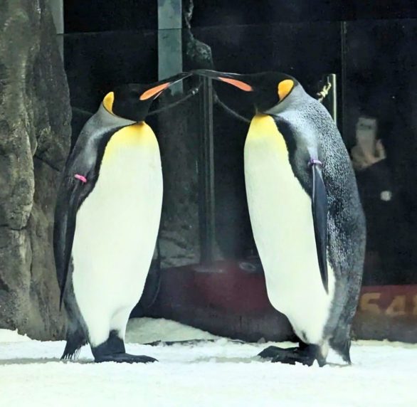 Apesar da história emocionante entre Magic e Stephen, os gentoos são conhecidos por formar pares monogâmicos, ou seja, permanecem com o mesmo parceiro durante toda a vida.