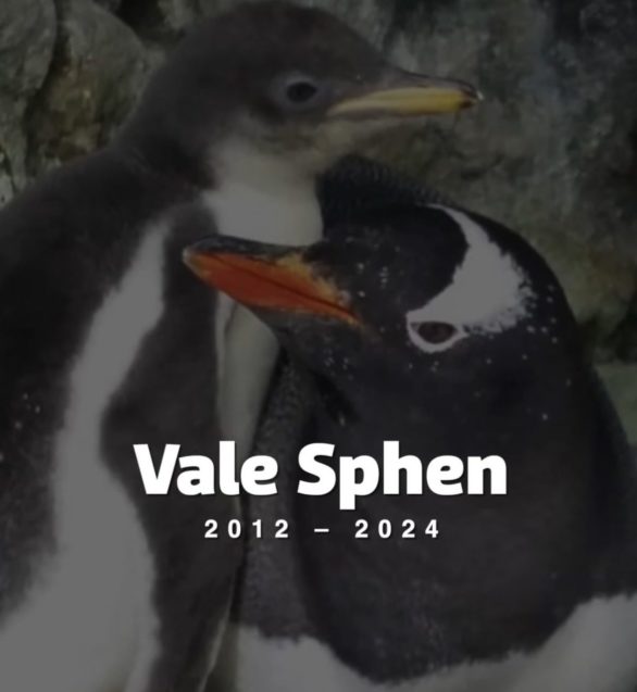 A comunidade global de amantes de animais está de luto pela perda de Sphen, o pinguim-gentoo que, ao lado de seu parceiro Magic, se tornou um símbolo inspirador de amor e união.