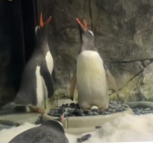 Os pinguins-gentoo são conhecidos por suas vocalizações únicas, usadas para comunicação entre parceiros e com a colônia.