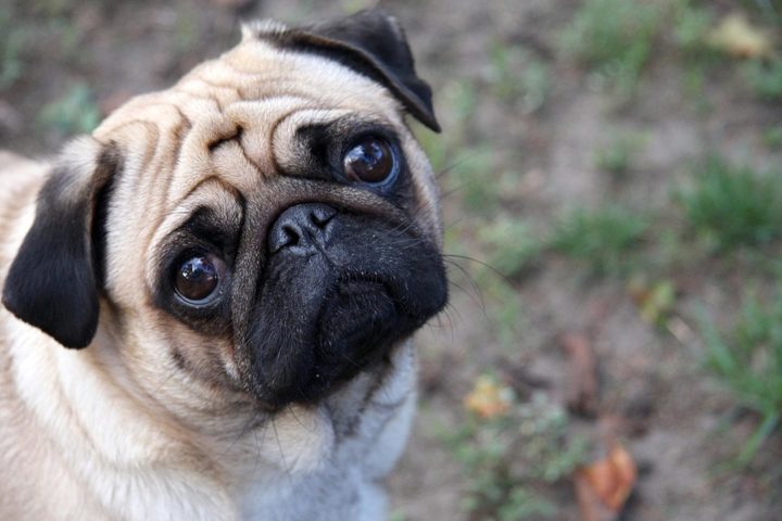 Pug - Cão originário da China, tem o sistema respiratório comprimido e, por isso, não pode fazer muita atividade física. Apesar disso, possui expectativa de vida alta e boa genética. É amável e carinhoso  com as pessoas.