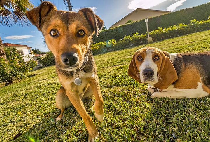 A origem da data faz alusão ao Dia Nacional do Cão (National Dog Day), comemorado neste mesmo dia, nos Estados Unidos.