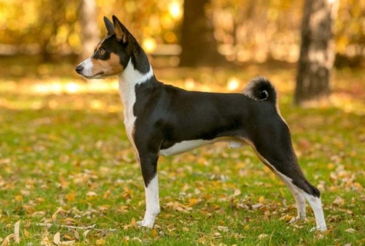 Basenji - Vive em média de 12 a 16 anos. Originária da África, é considerada uma das raças mais antigas, inclusive com registro em tumbas egípcias. Não late, mas emite um som chamado barroo.