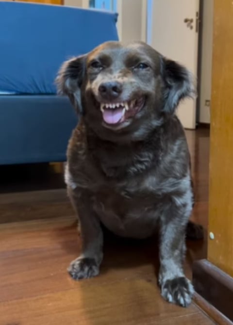 Jessica contou na rede social que Antonella é bagunceira e aprontou no banheiro. Quando a tutora chegou e viu a baderna, ia ralhar com a cachorra, mas não conseguiu. 
