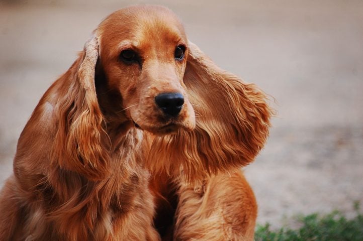 Cocker Spaniel inglês - Vive de 12 a 15 anos em média. São cães oriundos da Inglaterra, possuem orelhas grandes e caídas, olhos redondos e aparência doce, o que os torna populares.