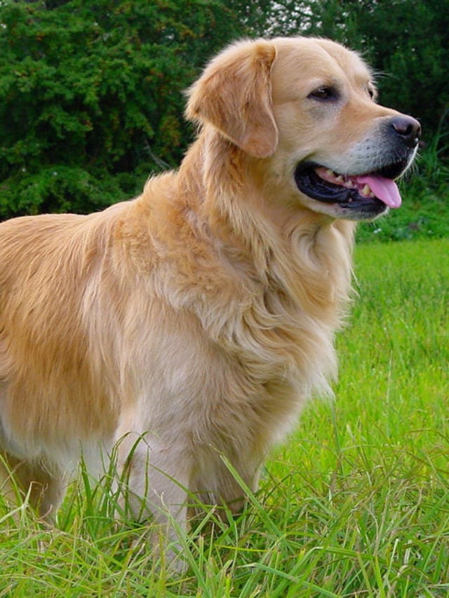 Golden Retriever - Raça com origem no Reino Unido, tornou-se a mais popular no Japão. Com porte robusto, mas feição meiga, esse cão é amável até mesmo com visitantes. Enérgicos, precisam de exercício para dar conta do seu vigor. 