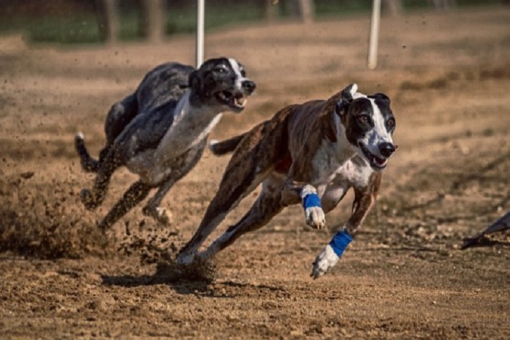 Greyhound - Também conhecido como Galguinho italiano, vive em média de 12 a 15 anos. Esses cachorros são magros, atléticos e velozes, e já habitavam o Egito Antigo, embora oficialmente sejam da Itália. Podem atingir 70 km/h, sendo considerados a raça mais veloz.