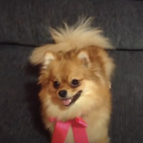 Lulu da Pomerânia - A raça também chamada de Spitz-alemão-anão pode viver de 12 a 16 anos. Esses cães são pequenos, com pelagem fofa e densa e têm origem na Alemanha. Eram  utilizados em pastoreio antigamente. 