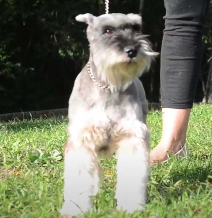 Schnauzer Miniatura - Essa raça vive de 12 a 15 anos em média, tendo origem na Alemanha. Tem como característica sobrancelhas grossas e pelagem densa, e pode pesar até 8 kg. A raça vem do cruzamento entre Schnauzers de outros tamanhos.
