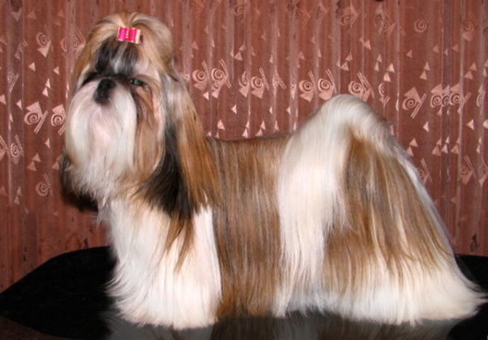  Shih-tzu - Originária da China, essa raça que não passa de 27 cm de altura cham aatenção pelo pelo longo. Gosta de brincar com crianças e se dá bem com outros animais de estimação. Vive traquilo na cidade ou no campo. 