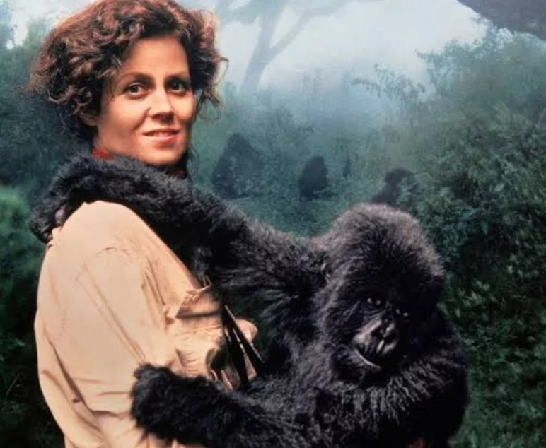 Os gorilas da montanha são uma espécie que inspirou o filme Nas montanhas dos gorilas, estrelado por Sigouney Weaver, em 1988.  