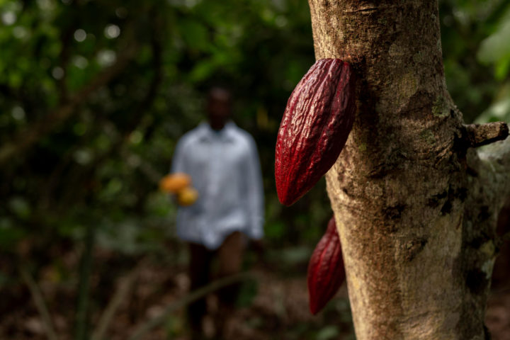Os primeiros frutos do cacau foram encontrados em sítios arqueológicos no Equador, na região amazônica, há mais de 5 mil anos. Apesar disso, hoje em dia cerca de 2/3 da produção está na Costa do Marfim, na África.