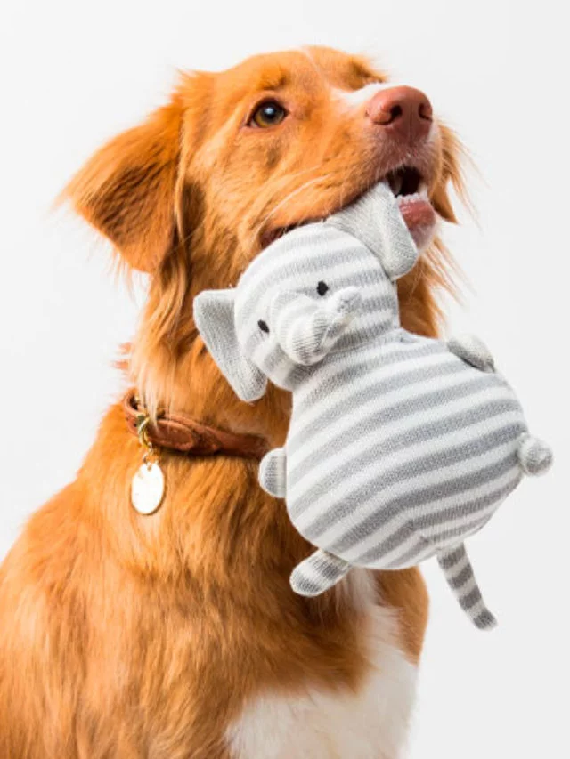 O cachorro é um animal que está presente na vida de milhões de famílias e que frequentemente rende situações divertidas. Outra situação também repercutiu recentemente nas redes sociais.