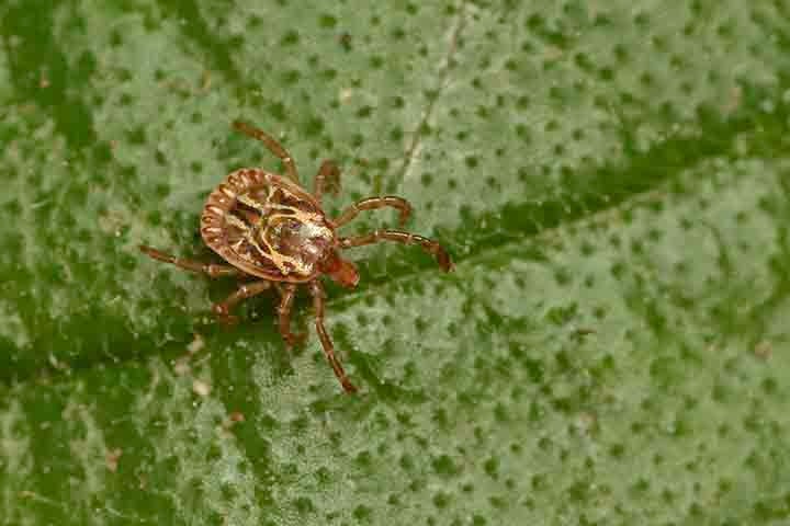 Evitar que os carrapatos se estabeleçam nos lugares é mais fácil do que controlá-los depois. 