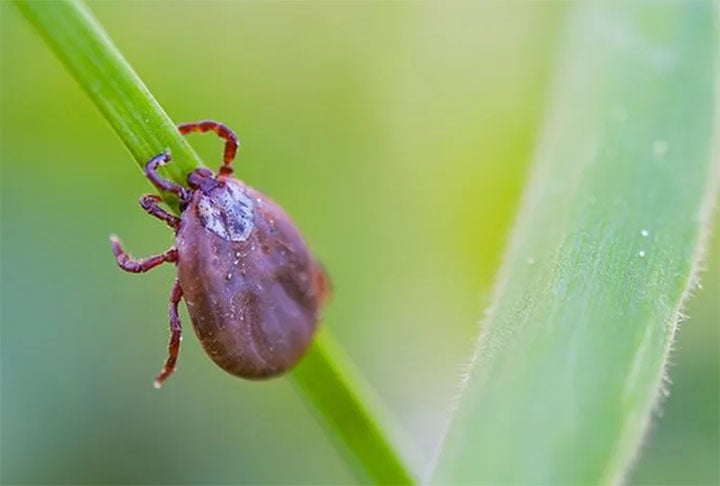 Em todo o mundo, há mais de 900 tipos diferentes de carrapatos. No Brasil, existem cerca de 230. Veja agora as principais espécies e como se prevenir com segurança!