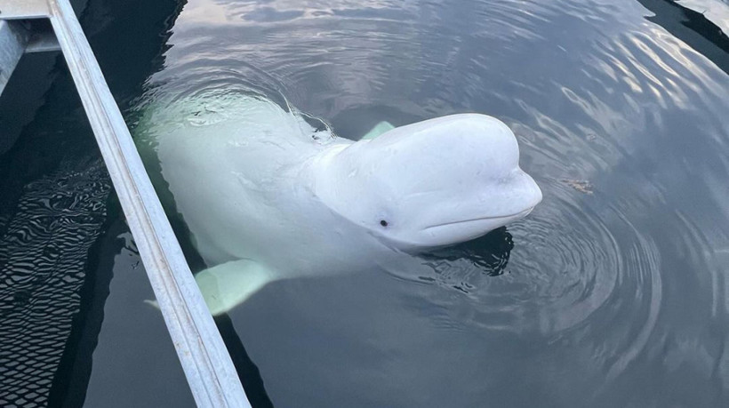 Espi&atilde; russa: baleia beluga de 4,2 metros e 1.227 quilos foi retirada da &aacute;gua por um guindaste