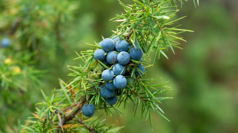 As bagas da erva de zimbro têm diversas propridades medicinais (Imagem: Adam Radosavljevi | Shutterstock)