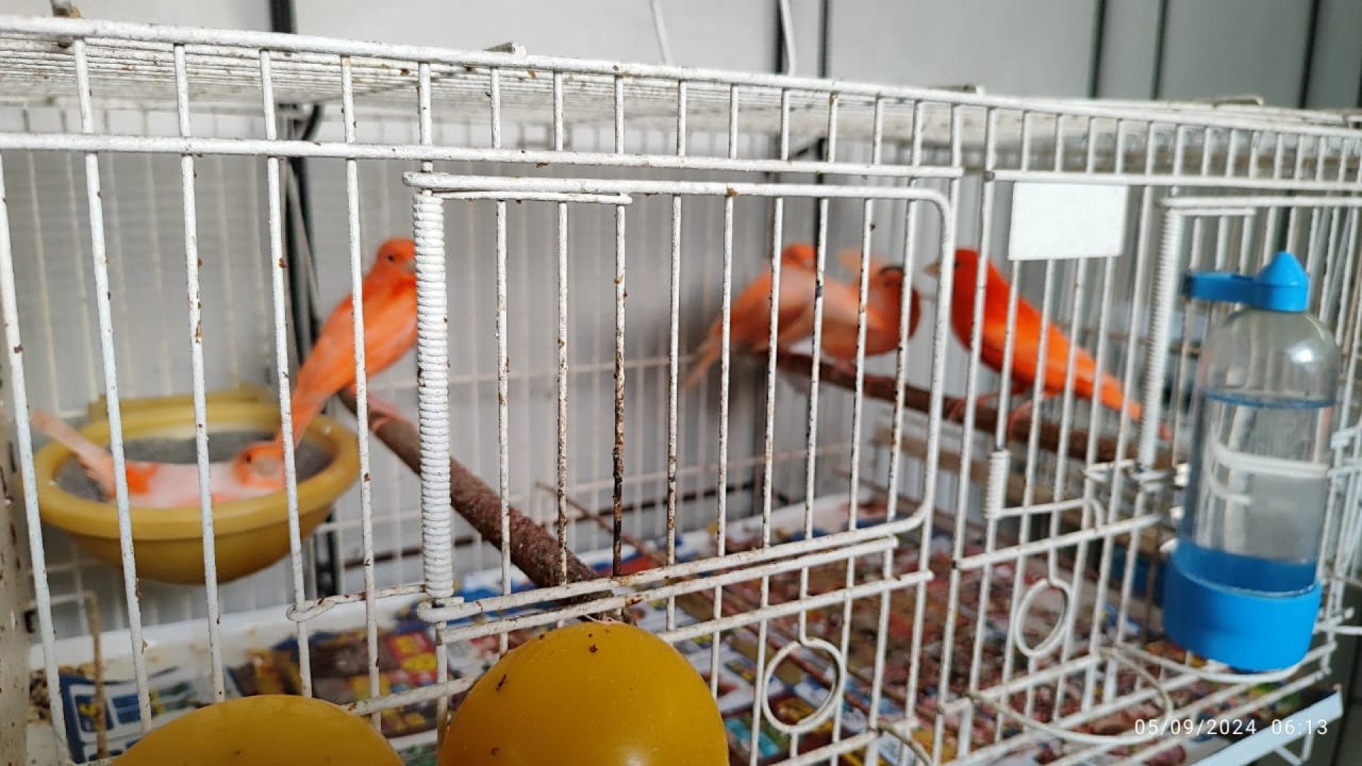 Operação da Polícia Federal de combate ao tráfico e comércio ilegal de aves silvestres