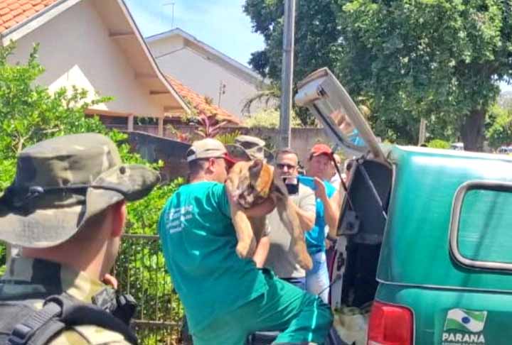 A onça-parda era um macho de 45 kg , 1,87m de comprimento e 50 cm de largura. Ela foi levada para uma reserva natural. Mas os moradores ficaram preocupados, pois a região tem um corredor ecológico onde vivem animais selvagens. 