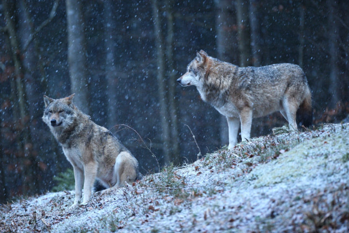 Alvos da pesquisa, os lobos são canídeos selvagens que pertencem ao gênero Canis, junto com coiotes, chacais e cães. São animais sociais que vivem em alcateias, grupos familiares liderados por um macho e uma fêmea alfa. 