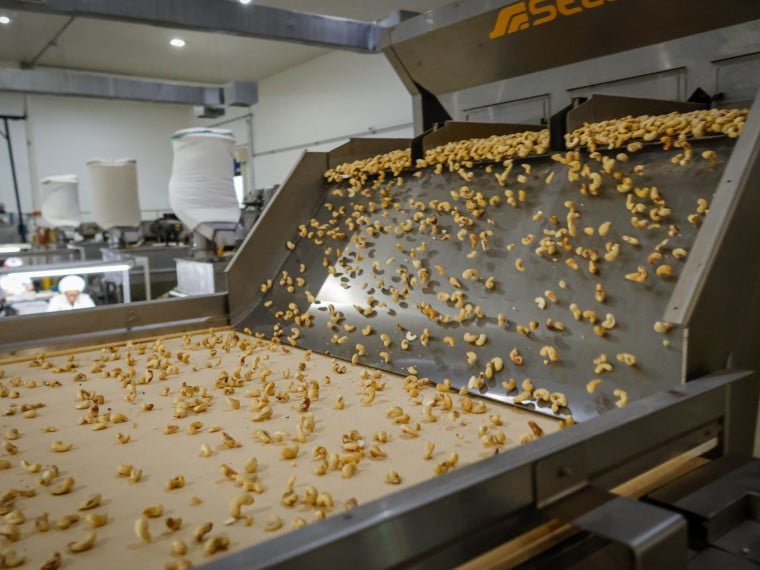 A produ&ccedil;&atilde;o de castanha-de-caju no Estado &eacute; a maior do Brasil