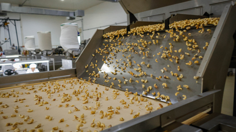 A produ&ccedil;&atilde;o de castanha-de-caju no Estado &eacute; a maior do Brasil