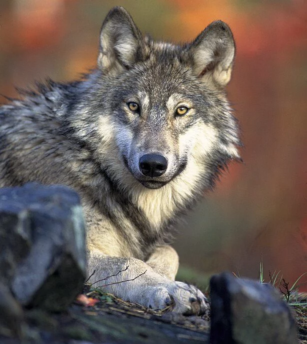 A expectativa de vida de um lobo-cinzento é de aproximadamente 16 anos.