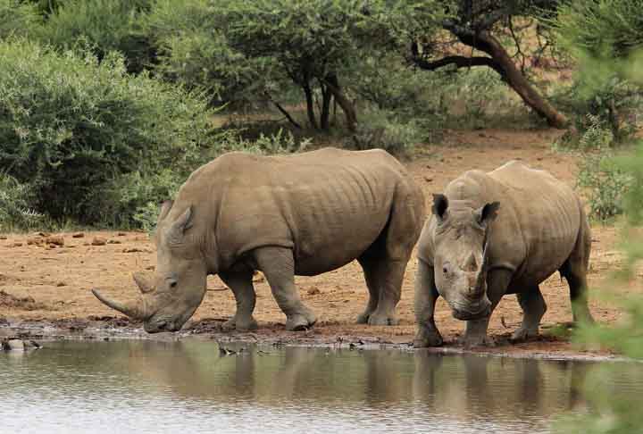 O parque ocupa uma área de quase dois milhões de hectares, um belo habitat onde aproximadamente 147 espécies de mamíferos, mais de 500 espécies de pássaros, 114 de répteis, 34 de anfíbios, 49 de peixes e 227 de borboletas vivem livres e cercados por uma belíssima fauna. 