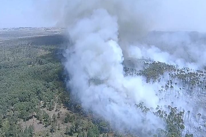 Estudos recentes indicam que a exposição à fumaça de incêndios florestais, mesmo por curtos períodos, pode causar danos em diversos órgãos, como pulmões, rins e fígado.