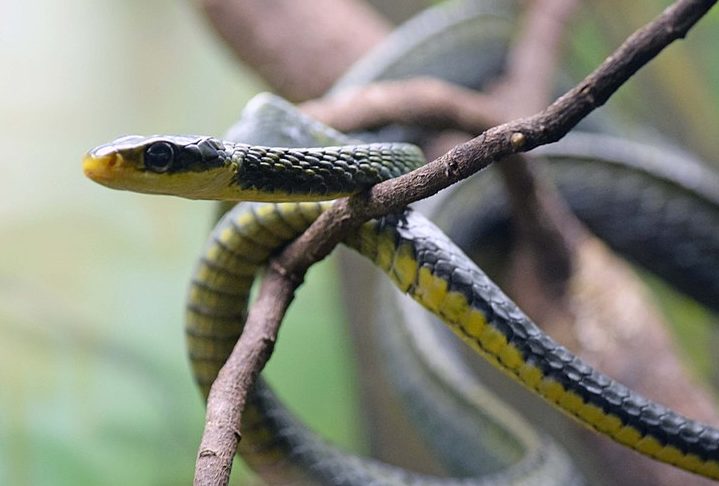 As cobras-cipó são conhecidas por sua agilidade e por habitarem principalmente árvores e arbustos, daí o nome peculiar.
