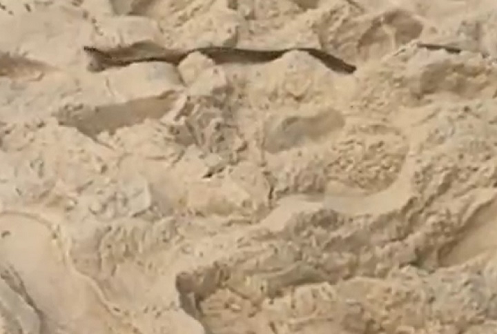 Embora a espécie da serpente não tenha sido identificada com precisão, alguns especialistas fizeram suposições sobre sua origem e o motivo de sua presença na praia, especialmente em um dia em que a temperatura máxima beirou os 35°C.